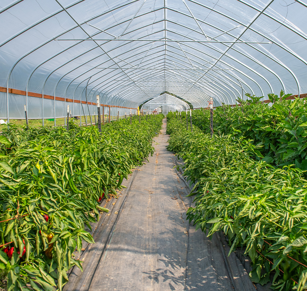 AgVision