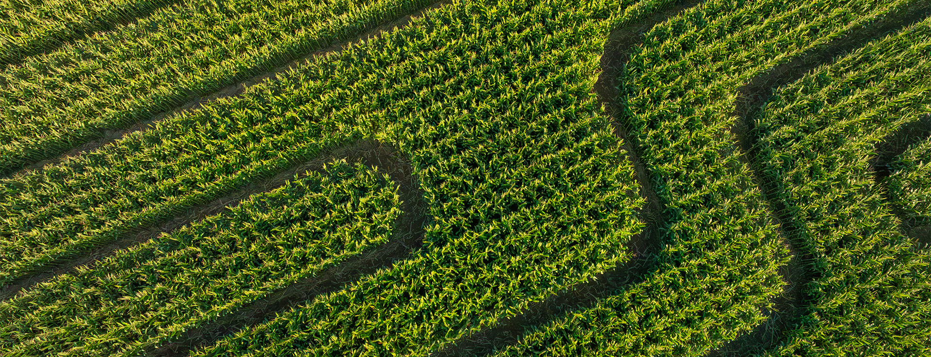 Bob's Corn - Web Landscape