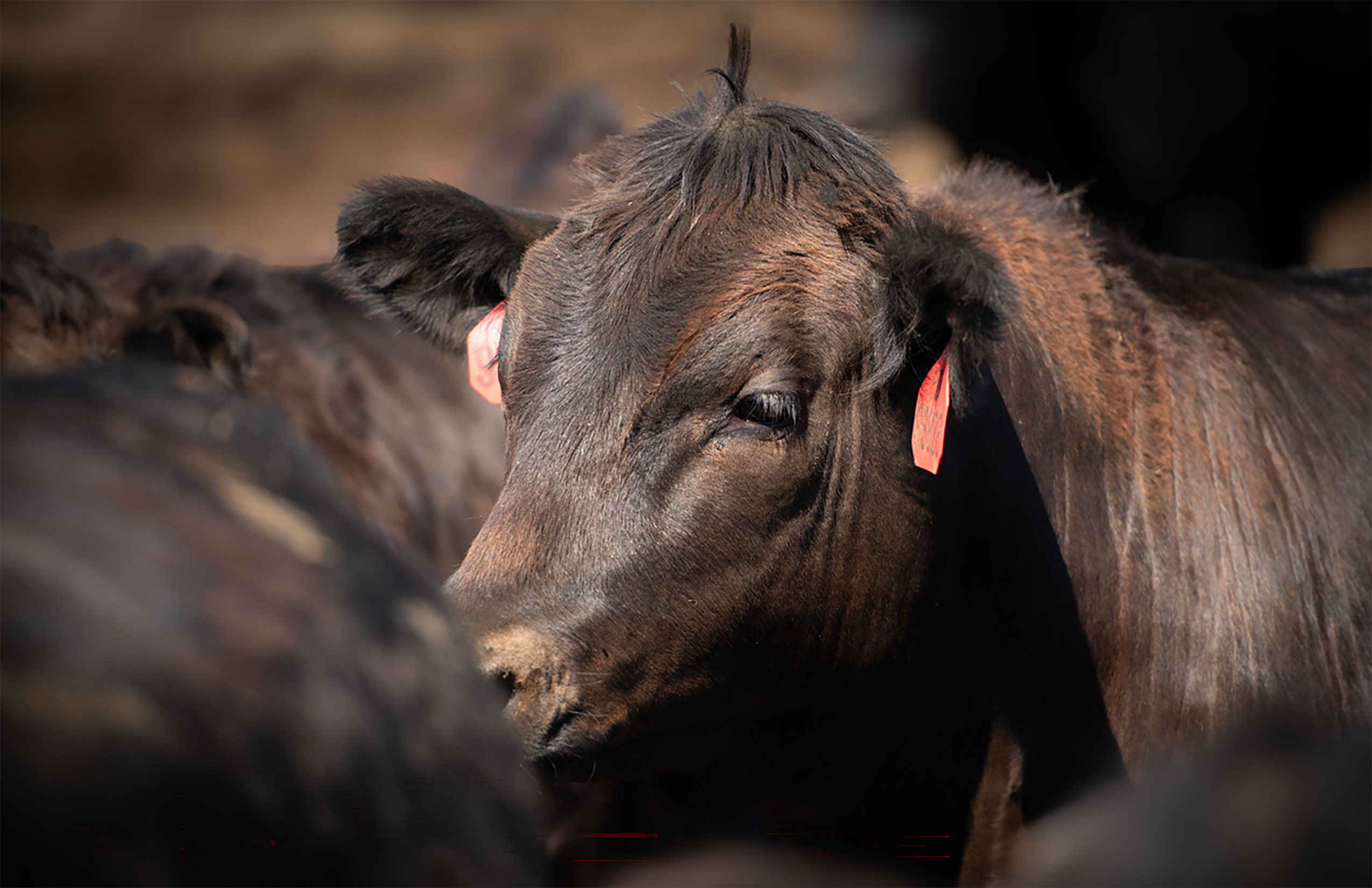 Feedlot Cattle