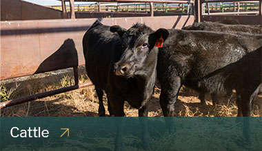 Black cow looks at camera